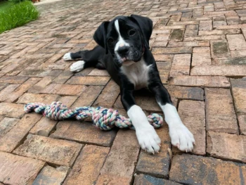 {{brizy_dc_image_alt entityId=