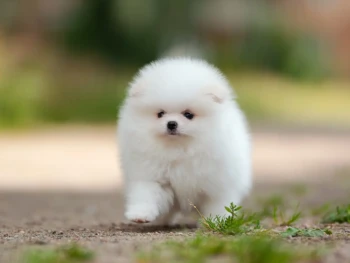 {{brizy_dc_image_alt entityId=