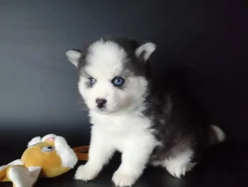 {{brizy_dc_image_alt entityId=