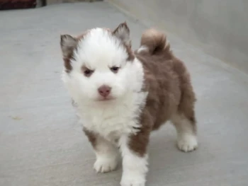 {{brizy_dc_image_alt entityId=