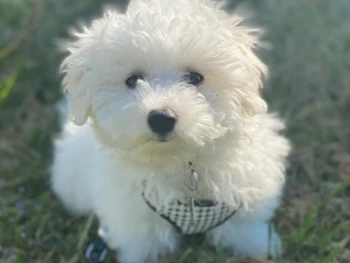 {{brizy_dc_image_alt entityId=