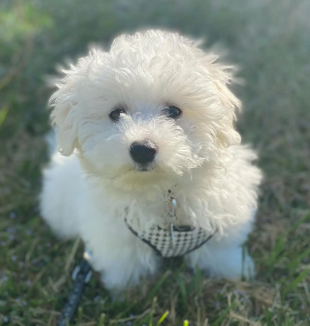 {{brizy_dc_image_alt entityId=