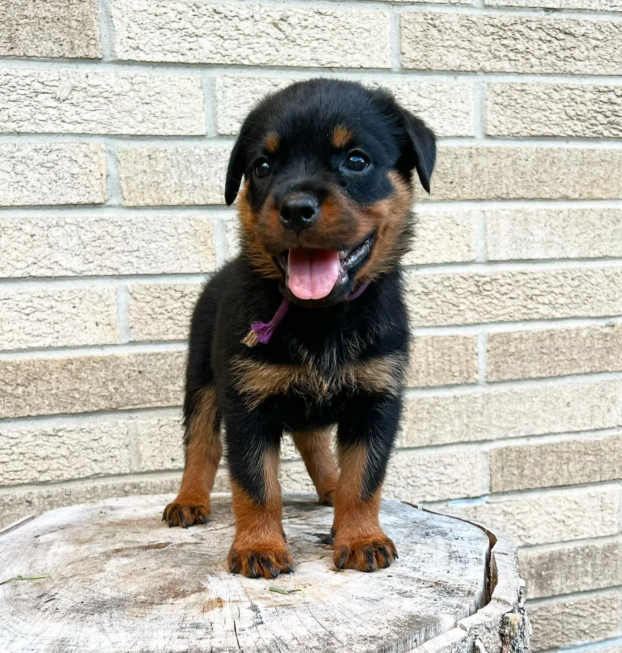 {{brizy_dc_image_alt entityId=