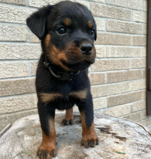 {{brizy_dc_image_alt entityId=