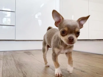 {{brizy_dc_image_alt entityId=