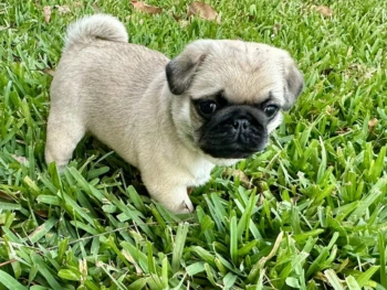 {{brizy_dc_image_alt entityId=