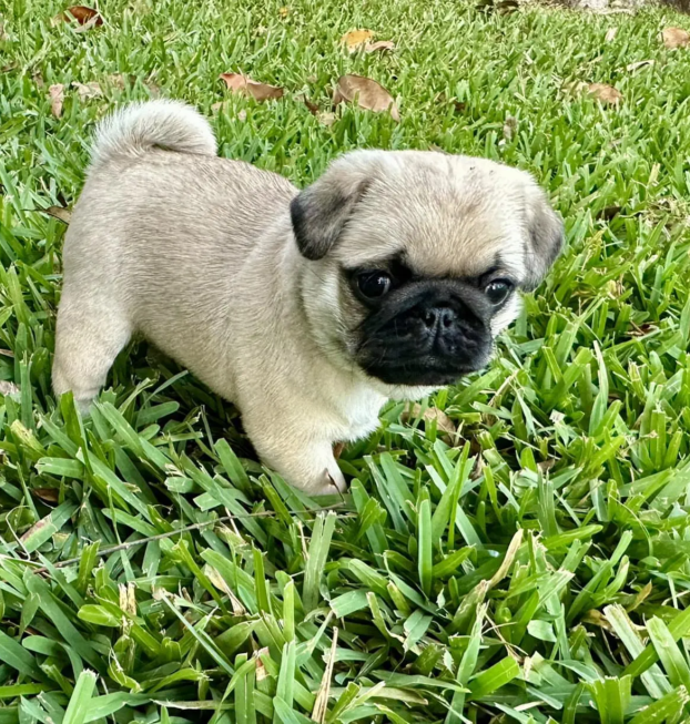 {{brizy_dc_image_alt entityId=