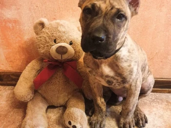 {{brizy_dc_image_alt entityId=