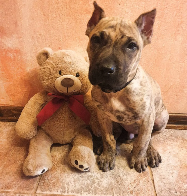 {{brizy_dc_image_alt entityId=