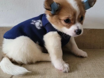 {{brizy_dc_image_alt entityId=