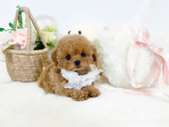 {{brizy_dc_image_alt entityId=