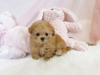 {{brizy_dc_image_alt entityId=