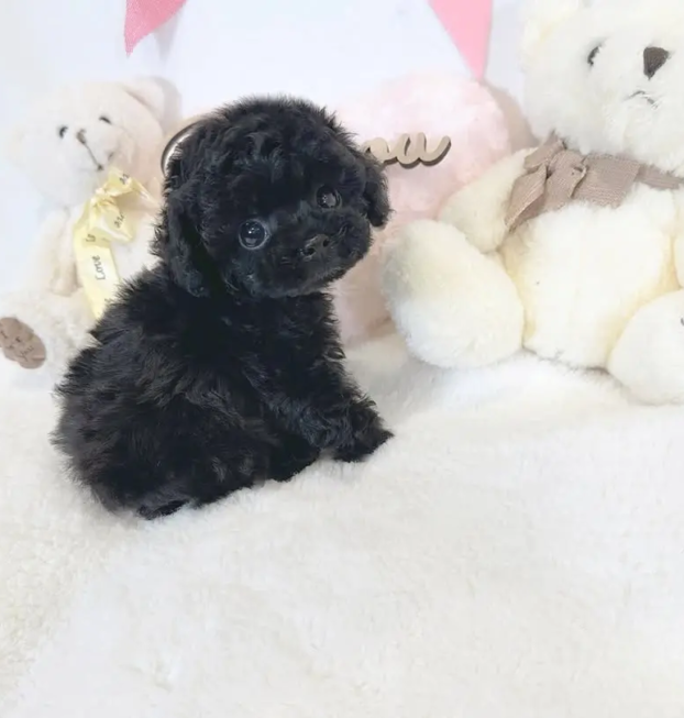 {{brizy_dc_image_alt entityId=