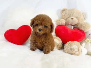 {{brizy_dc_image_alt entityId=