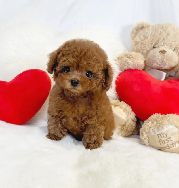 {{brizy_dc_image_alt entityId=