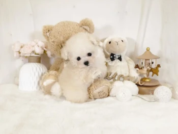 {{brizy_dc_image_alt entityId=