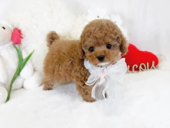 {{brizy_dc_image_alt entityId=